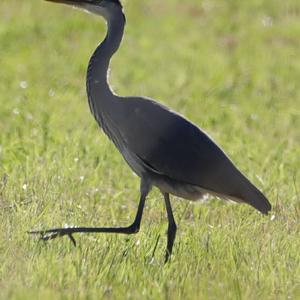 Grey Heron