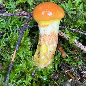 Larch Suillus