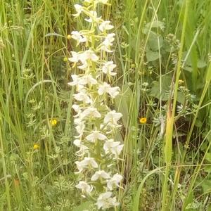 Greater butterfly orchid