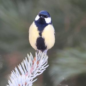 Great Tit