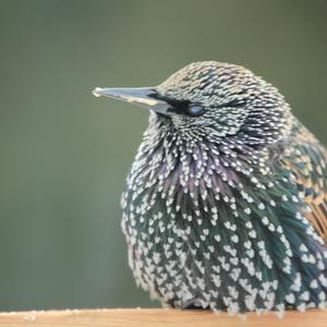 Common Starling