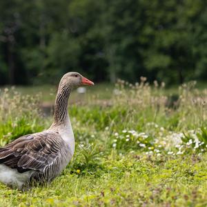 Greylag Goose