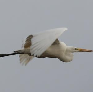 Great Egret