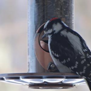 Hairy Woodpecker