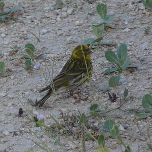 European Serin