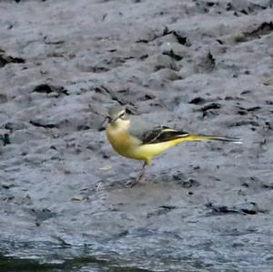 Grey Wagtail