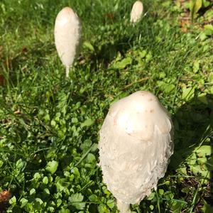 Shaggy Mane