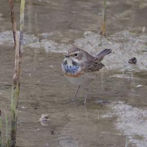 Blaukehlchen