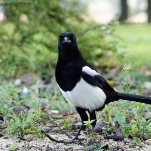 Black-billed Magpie