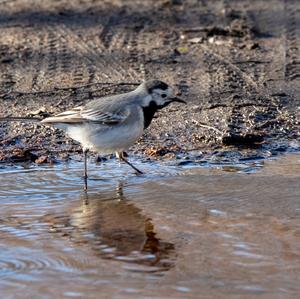 White Wagtail