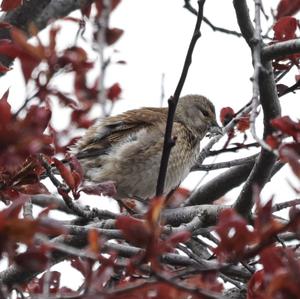 Eurasian Linnet