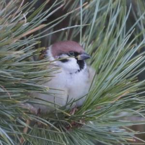 Eurasian Tree Sparrow