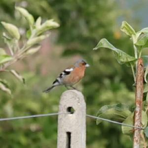 Eurasian Chaffinch