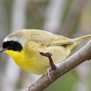 Common Yellowthroat