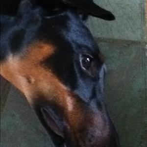 Doberman Pinscher