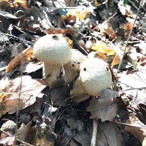 Gem-studded Puffball