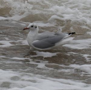 Black-headed Gull