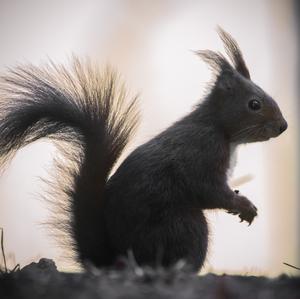 Eurasian Red Squirrel