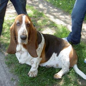 Basset Hound