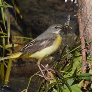 Grey Wagtail