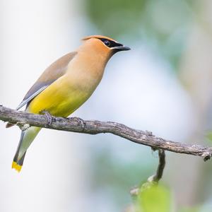 Cedar Waxwing