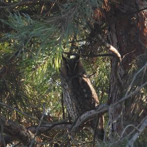 Long-eared Owl