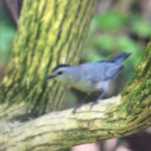 Blackcap