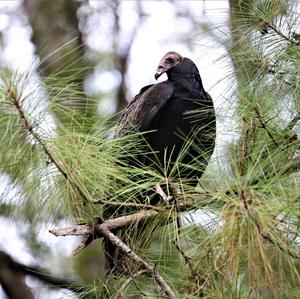 Turkey Vulture