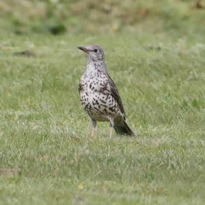 Mistle Thrush