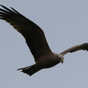 Black Kite