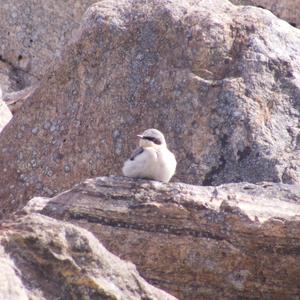 Northern Wheatear