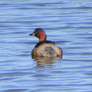 Little Grebe