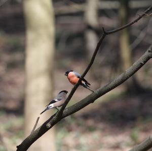 Eurasian Bullfinch