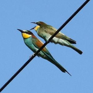 European Bee-eater