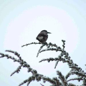 Spotted Nutcracker