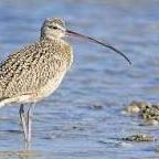 Eurasian Curlew