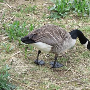 Canada Goose