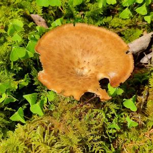 Dryad`s Saddle