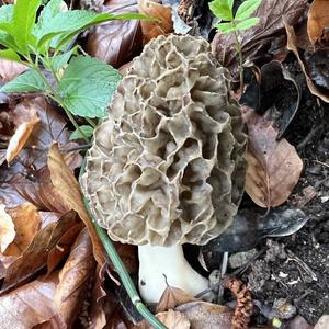 Yellow Morel