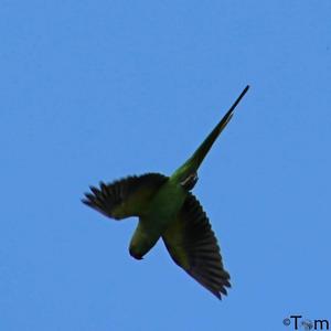 Rose-ringed Parakeet