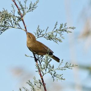 Common Chiffchaff