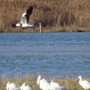 Common Shelduck