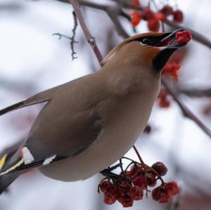 Bohemian Waxwing