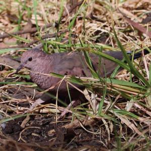 Inca Dove