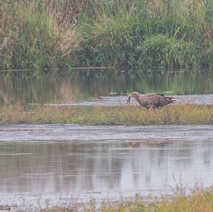 White-tailed Eagle