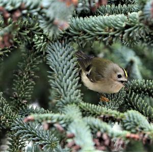 Wintergoldhähnchen