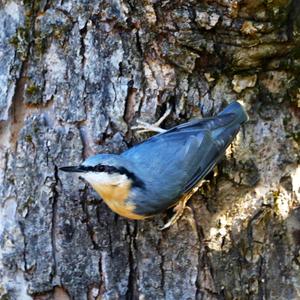 Wood Nuthatch