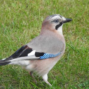 Eurasian Jay