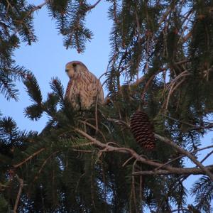 Common Kestrel