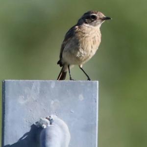 Whinchat